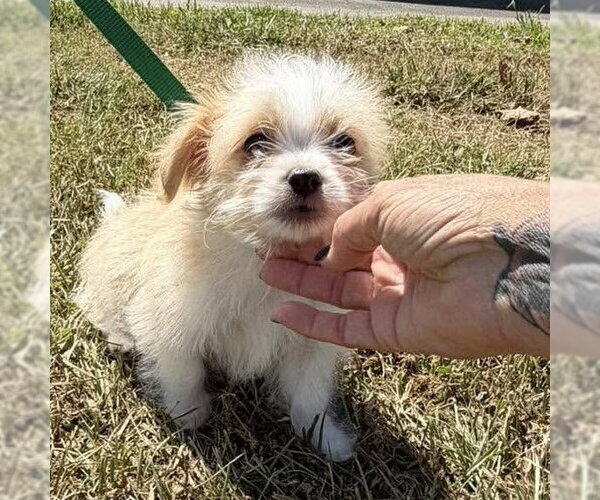 Medium Photo #3 Shih Tzu-Unknown Mix Puppy For Sale in Spring Lake, NC, USA