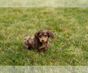 Dachshund Puppy for sale in MILFORD, IN, USA