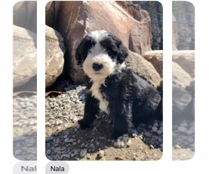 Sheepadoodle Puppy for sale in GRABILL, IN, USA