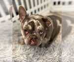 Small #9 French Bulldog Mix