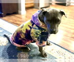 Small #11 Staffordshire Bull Terrier Mix