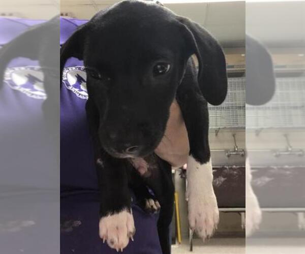 Medium Photo #1 American Pit Bull Terrier-Unknown Mix Puppy For Sale in Conroe, TX, USA