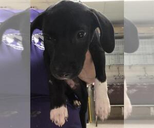 American Pit Bull Terrier-Unknown Mix Dogs for adoption in Conroe, TX, USA