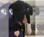 Small American Pit Bull Terrier Mix