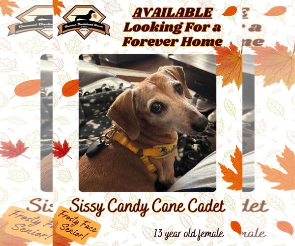 Medium Photo #2 Dachshund Puppy For Sale in San Antonio, TX, USA