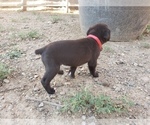 Small Photo #6 Cane Corso Puppy For Sale in TRINIDAD, CO, USA