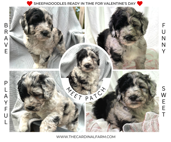 Medium Photo #2 Sheepadoodle Puppy For Sale in BROOKSVILLE, FL, USA