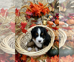 Small Photo #21 Bordernese Puppy For Sale in LATROBE, PA, USA