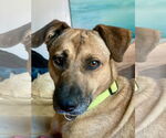 Small #1 Labrador Retriever Mix