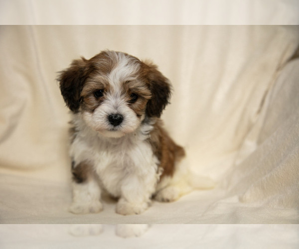 Medium Photo #4 Poovanese Puppy For Sale in GORDONVILLE, PA, USA