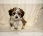 Small Photo #4 Poovanese Puppy For Sale in GORDONVILLE, PA, USA