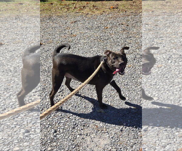 Medium Photo #3 American Pit Bull Terrier-Beagle Mix Puppy For Sale in Rustburg, VA, USA