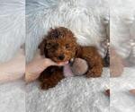 Small #3 Poodle (Toy)