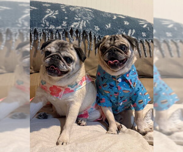 Medium Photo #1 Pug Puppy For Sale in Indianapolis, IN, USA