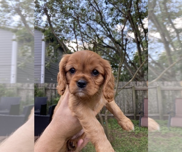 Medium Photo #1 Cavalier King Charles Spaniel Puppy For Sale in AUSTIN, TX, USA