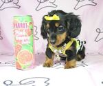 Small Photo #13 Dachshund Puppy For Sale in LAS VEGAS, NV, USA