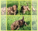Small Photo #1 Goldendoodle Puppy For Sale in HOWARD CITY, MI, USA