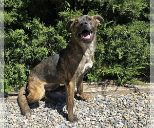 Absolutely Amusing Mr Alphie = LOVE on 4 Paws ! - Male American Staffordshire Terrier-Unknown Mix Dog for Adoption - Photo #3