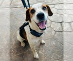 Small Beagle Mix