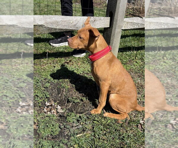 Medium Photo #4 Mutt Puppy For Sale in Wenonah, NJ, USA