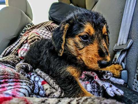 Medium Photo #10 Airedale Terrier Puppy For Sale in BOWRING, OK, USA