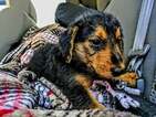 Small Photo #10 Airedale Terrier Puppy For Sale in BOWRING, OK, USA