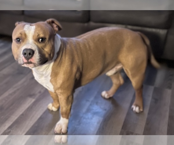 Medium Photo #1 American Bully Puppy For Sale in ROCKFORD, IL, USA