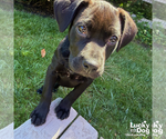 Small #3 Labrador Retriever Mix