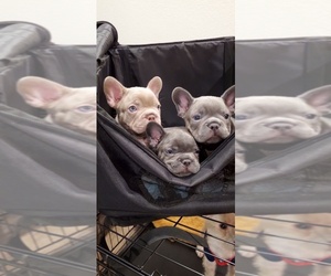 French Bulldog Puppy for sale in ELK GROVE, CA, USA