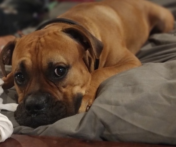 Medium Photo #1 Boxador-Bullboxer Pit Mix Puppy For Sale in PHOENIX, AZ, USA