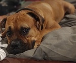 Small Photo #1 Boxador-Bullboxer Pit Mix Puppy For Sale in PHOENIX, AZ, USA