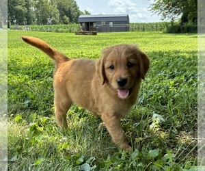 Golden Retriever Puppy for sale in FRANKLIN, IN, USA