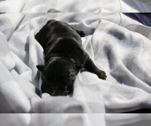 English Bulldog Puppy for sale in HOLLYWOOD, FL, USA