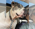 Small #18 American Pit Bull Terrier Mix