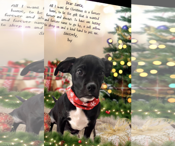 Medium Photo #1 Boxer-Unknown Mix Puppy For Sale in Kankakee, IL, USA