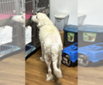 Small Photo #4 Great Pyrenees Puppy For Sale in Croydon, NH, USA