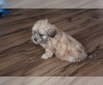 Puppy 1 ShihPoo