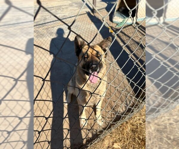 Medium Photo #4 German Shepherd Dog-Unknown Mix Puppy For Sale in San Diego, CA, USA