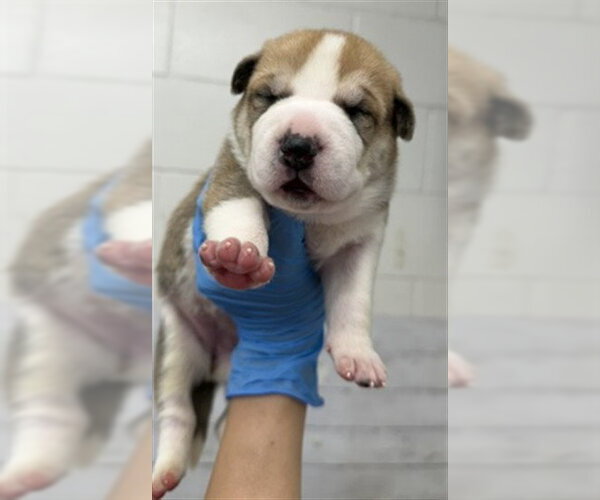 Medium Photo #2 Mutt Puppy For Sale in San Bernardino, CA, USA