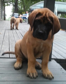Medium Photo #1 Mastiff Puppy For Sale in AVA, MO, USA