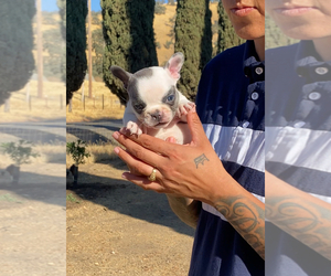 French Bulldog Puppy for sale in BAKERSFIELD, CA, USA