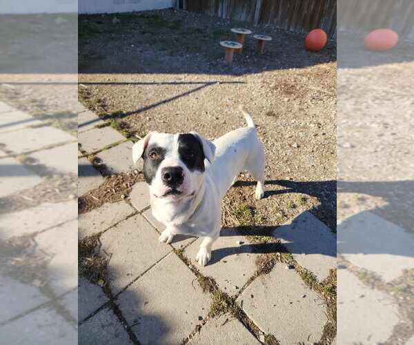 Medium Photo #8 Mutt Puppy For Sale in Evansville, IN, USA