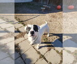 Small #7 Mutt