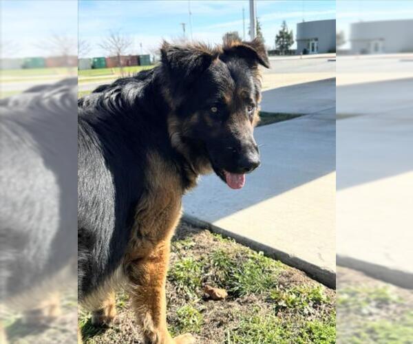 Medium Photo #1 German Shepherd Dog Puppy For Sale in Woodland, CA, USA
