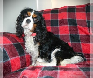 Mother of the Cavalier King Charles Spaniel puppies born on 03/12/2025