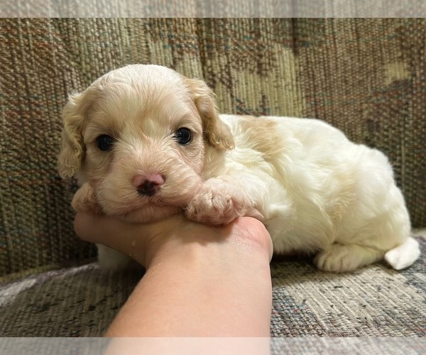Medium Photo #1 Cavapoo Puppy For Sale in JEFFERSONVILLE, IN, USA
