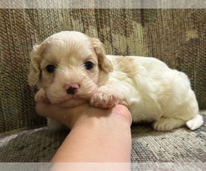 Cavapoo Puppy for sale in JEFFERSONVILLE, IN, USA
