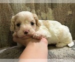 Small Cavapoo