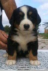 Bernese Mountain Dog Puppy for sale in HOPKINSVILLE, KY, USA