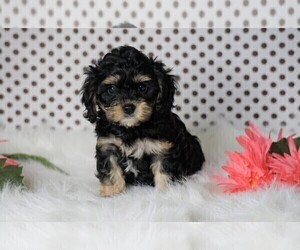 Cavapoo Puppy for sale in FREDERICKSBG, OH, USA